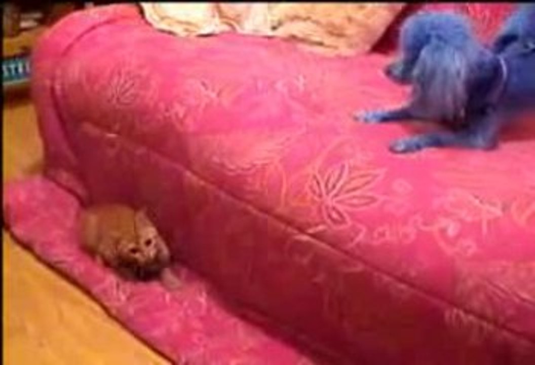 un jolie petit caniche humour !