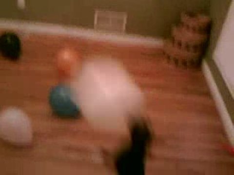 Un chien qui adore les ballons humour