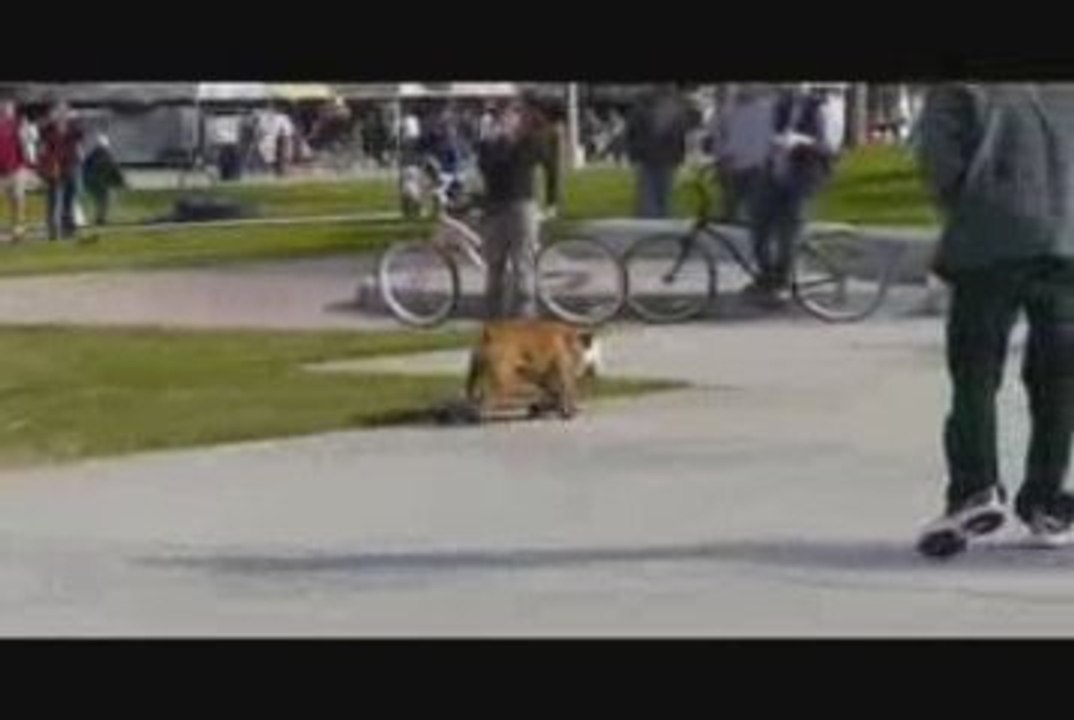 Un chien qui fait du skateboard !!