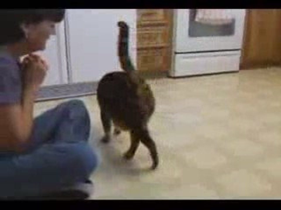 Un chat intelligent !