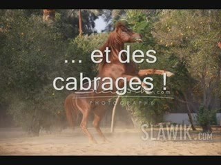 best of des chevaux drôles