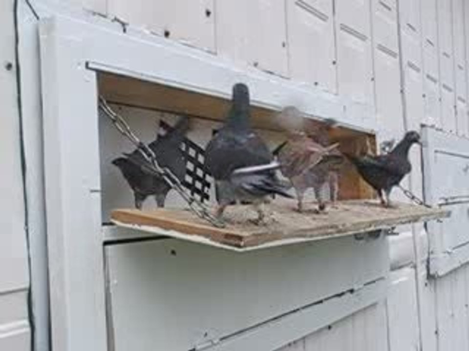 Pigeon Pal's Daily Racing Club 77 Better Weather