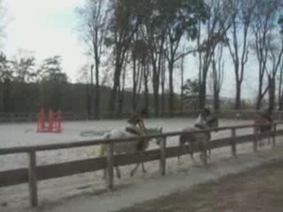 Nike Mon Amour de Poney .... [ Poney Gris ]