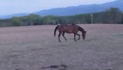 rimrock galop trot 2