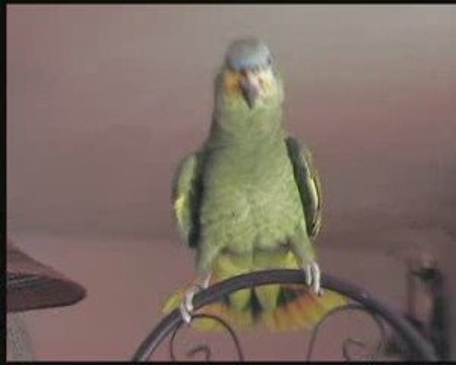 zezette aime jo cocker