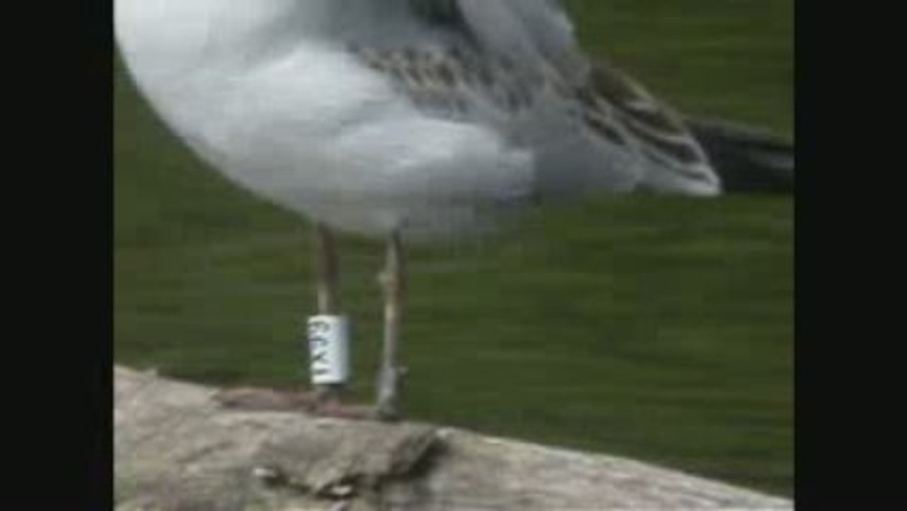 La Mouette rieuse polonaise est toujours là !