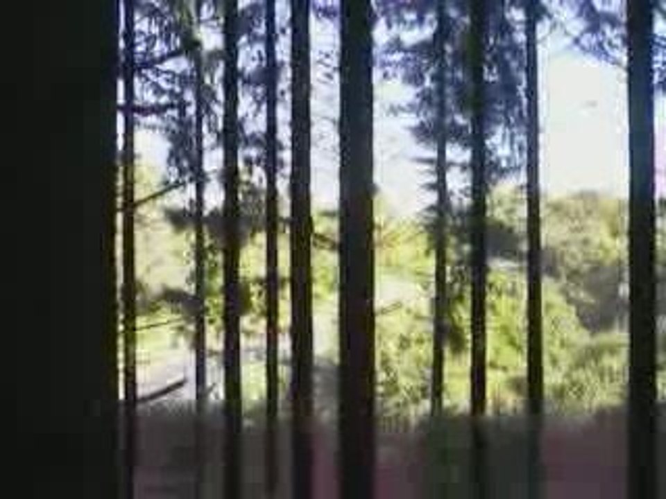 Massif du Sancy: Bois d'Epicéas