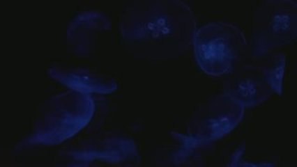 Medusa común - Aurelia aurita