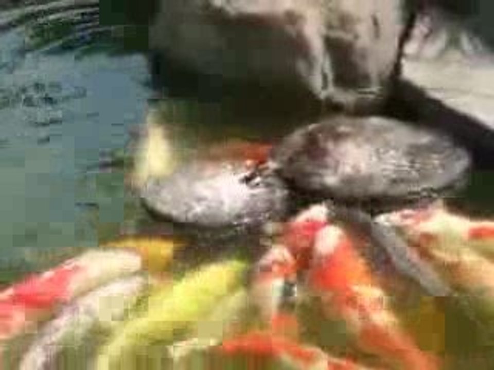 Balık besleyen Ördek