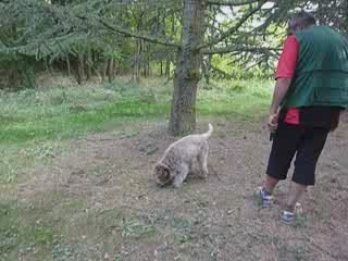 djuna dans une truffiere de cèdres ( unique en Europe )