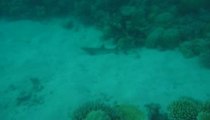 Great Barrier Reef - Fish Bowl - Whitetip Reef Shark
