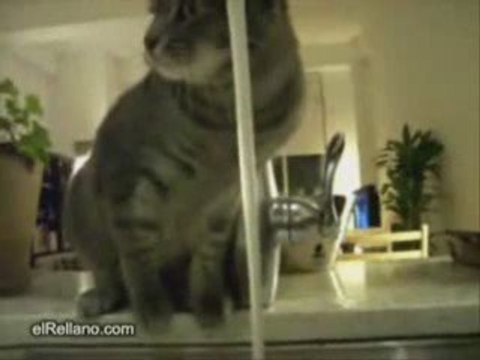 Esse gato gosta de agua