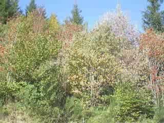 Flore du Sancy: Sorbiers