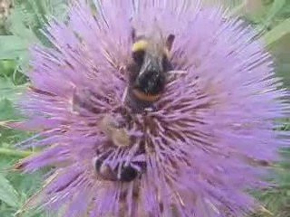 Les bourdons sur la fleur d'artichaut