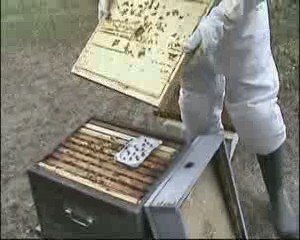 Soigner les abeilles