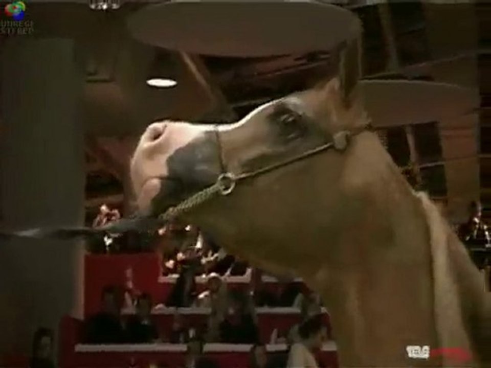 Championnat du Monde du Cheval Arabe