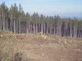 Massif du Sancy: Exploitation forestière