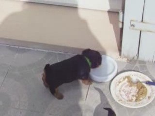 mes bébés d' AMOUR