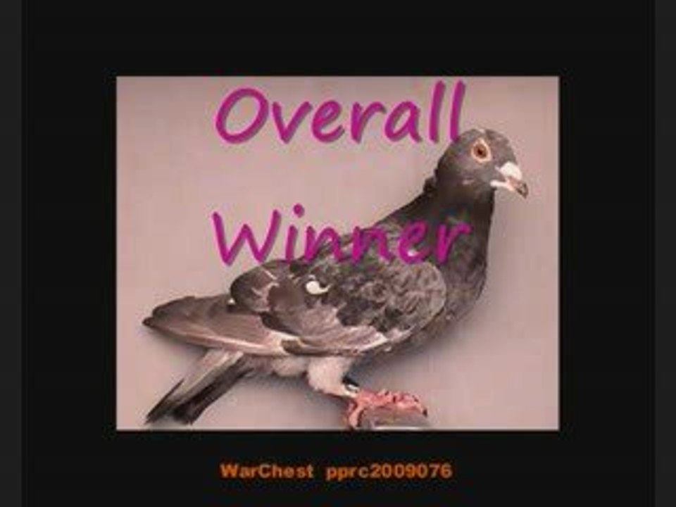 Pigeon Pal's Daily Racing Club 78 Before MORE Rain