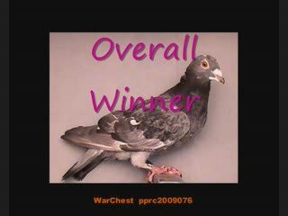 Pigeon Pal's Daily Racing Club 78 Before MORE Rain