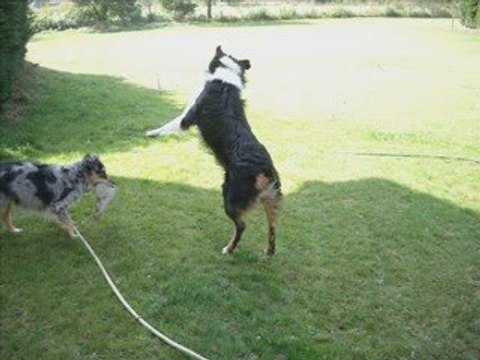 djoker 1 an (berger australien)