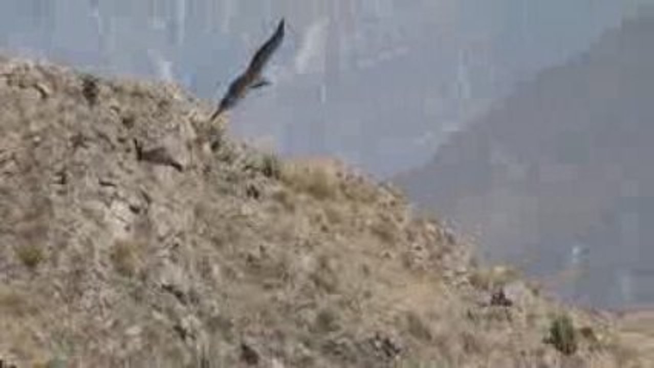 condor canyon colca