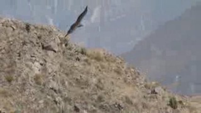 condor canyon colca