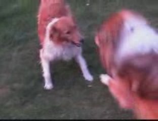 Apollon & Lucie JE VOUS AiiME