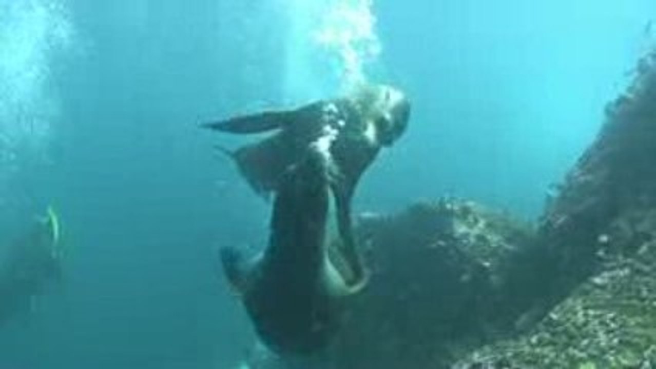 Otaries show aux Galapagos 2009