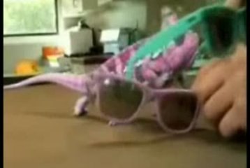 AMAZING CHAMELEON CHANGES ITS COLOR