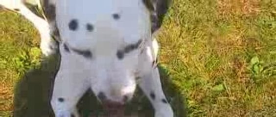 3-10-2009-11Domino fa