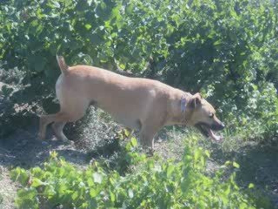vignoble gaillacois