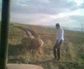 Taş Üstünde Sörf Yapmak Kangalli84