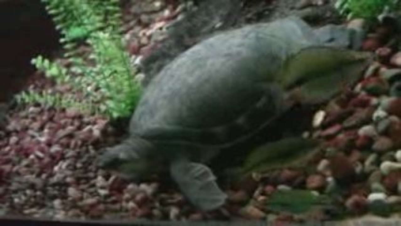 Tortuga de río - Carettochelys insculpta