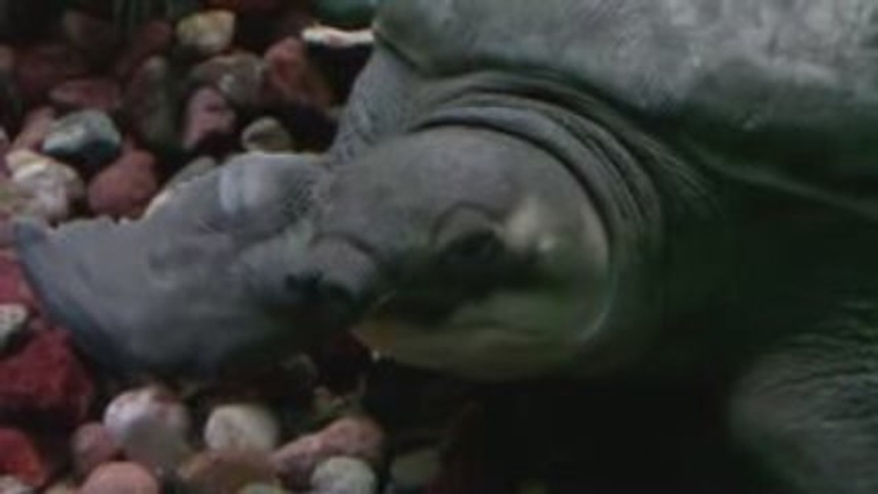Tortuga de río - Carettochelys insculpta