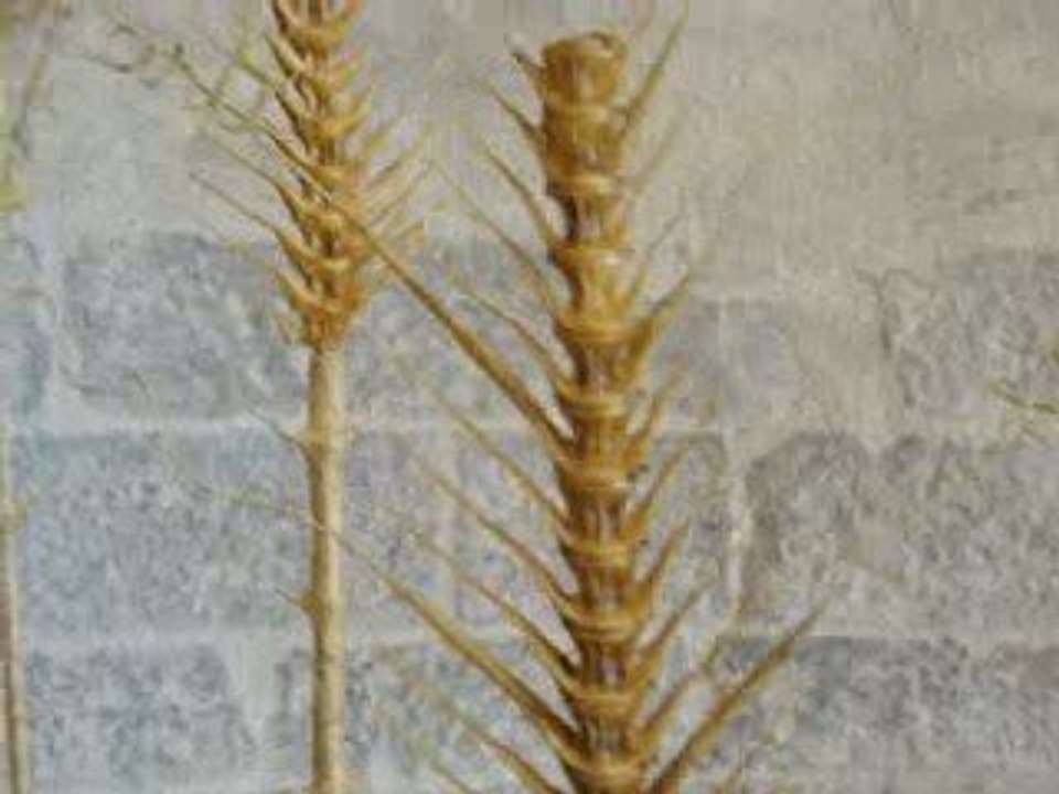 L'Eté Contemporain Dracénois 2009 - Virginie Serre