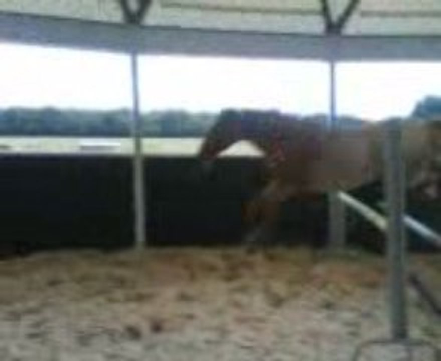 cso en liberté dixie