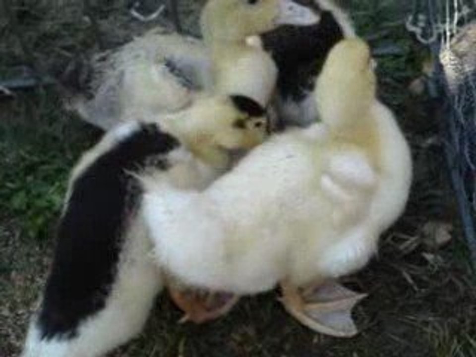 les petits canards