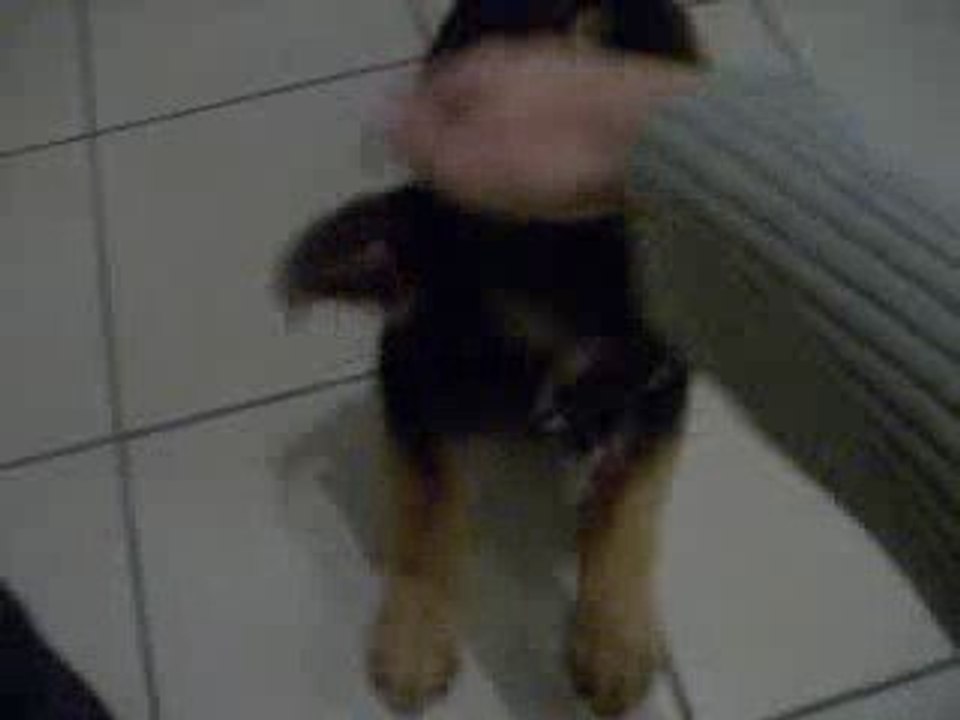 Yena-cup