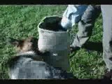 Bite Sleeve Dog Training With A German Shepherd Dog