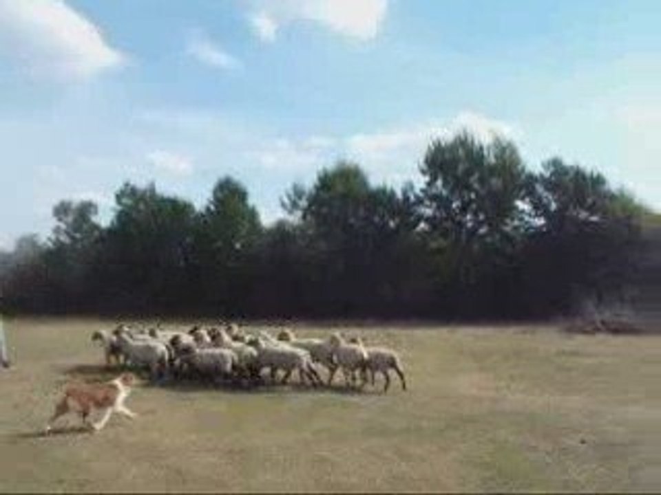 Déli au troupeau, 9 octobre 2009