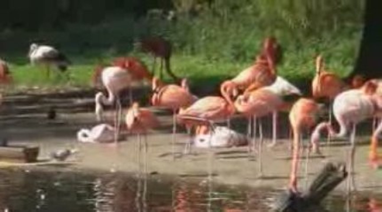 Wildnis im Krefelder Zoo