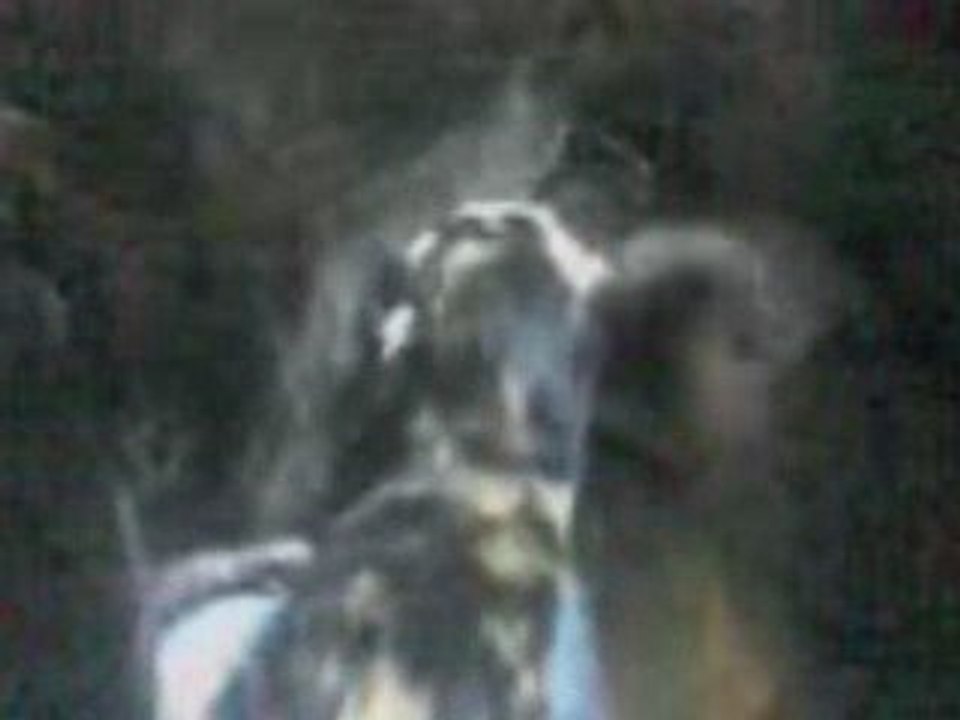 video chat combats de chats 2