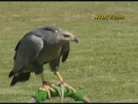 Endangered Eagles to Be Released