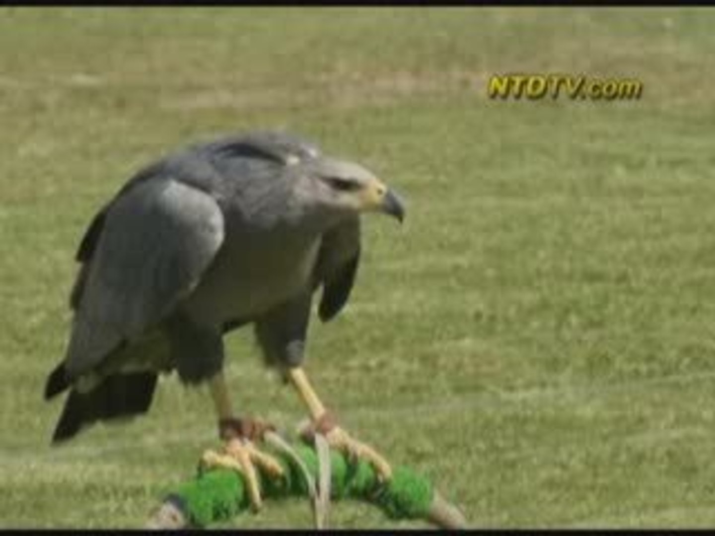 ⁣Endangered Eagles to Be Released