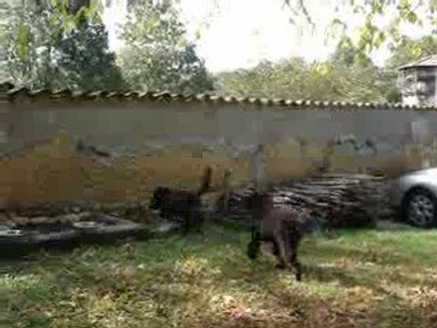 eweyne - enghoon et le ballon - bouviers bernois