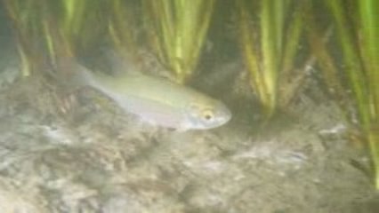 lac de viry chatillon