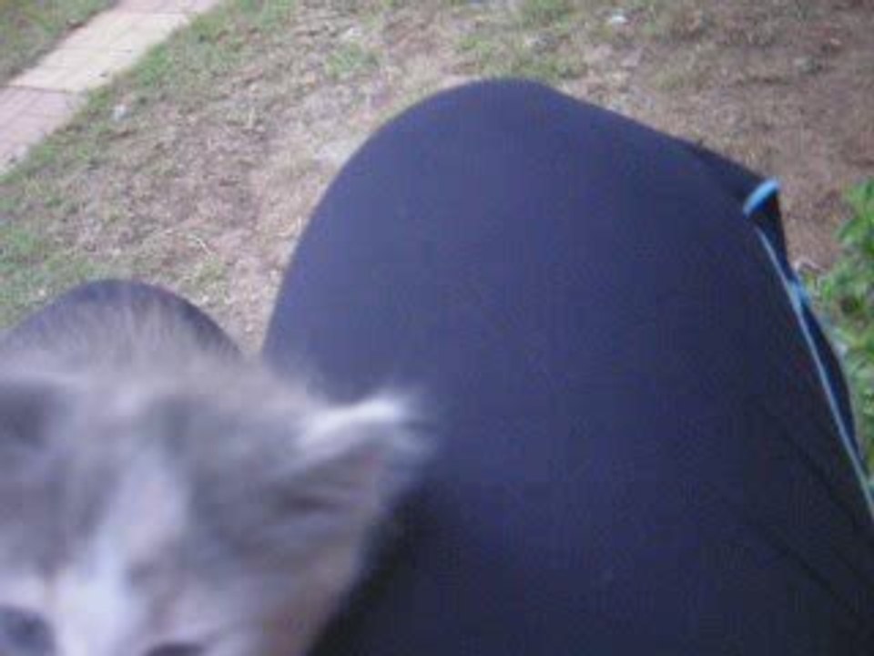 OYUNCU KEDİ