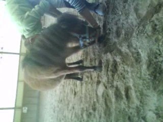 booka ki essay de faiir le boo