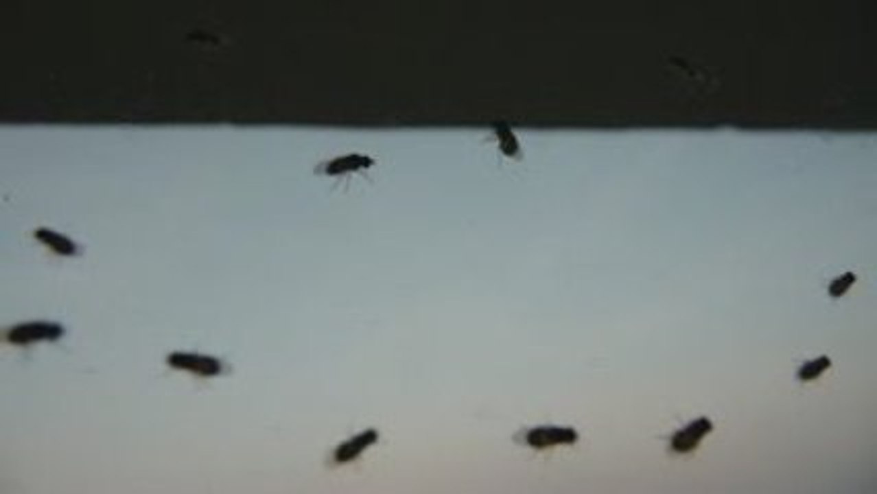 Invasion de drosophiles